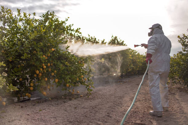 Best Affordable Pest Control Services  in Wonder Lake, IL