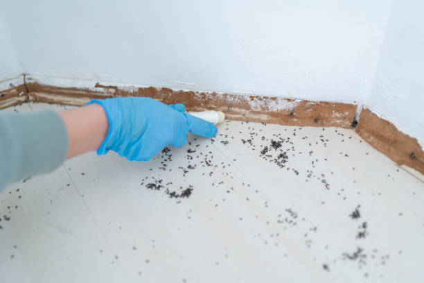 Best Emergency Pest Control  in Wonder Lake, IL