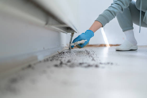 Best Termite Control Services  in Wonder Lake, IL